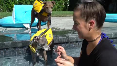 Teaching Dogs How To Swim