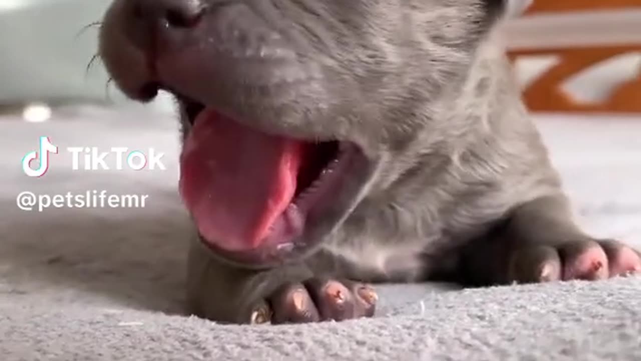 Dogs