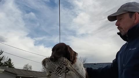 Springer Spaniel with pheasant