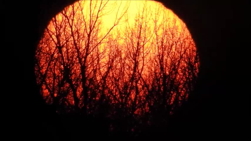 Bright orange sunset sets behind row of trees