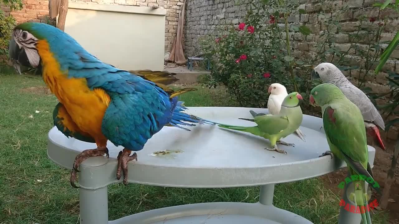 Macaw vs Alexandrine Parrot