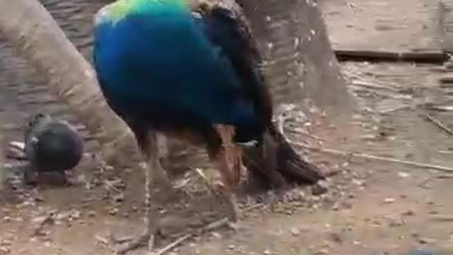 Blue Peacock