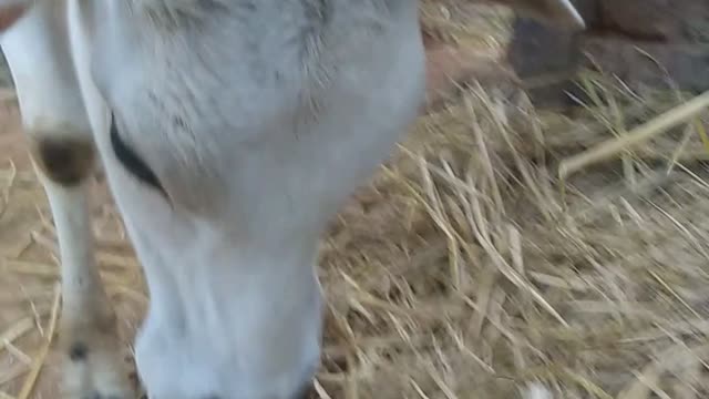 Cow is eating grass.