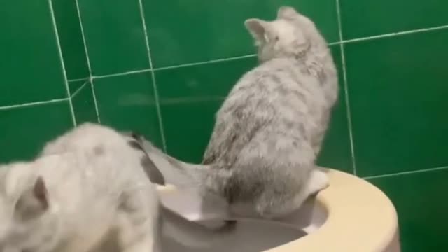 Cat loves /funny cat