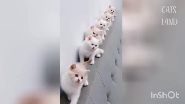 Cute cats