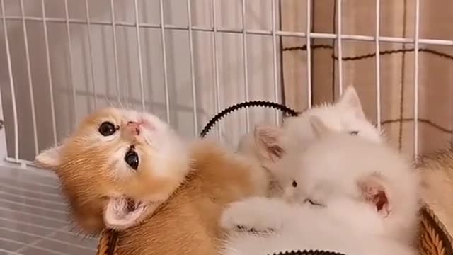 Cute Kittens IX