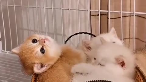 Cute Kittens IX