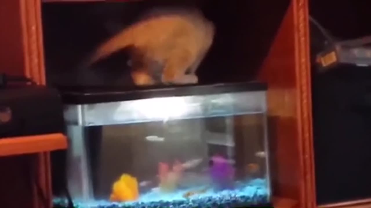Funniest animals 2023 😅😂 funniest cats and dogs 🐱🐶 6 minutes compilation