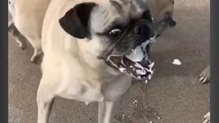 Pugs Gone Wild