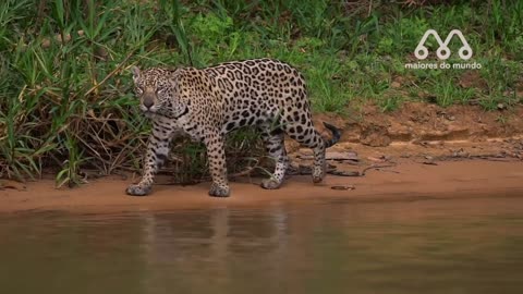 ✅jaguar attacking alligator