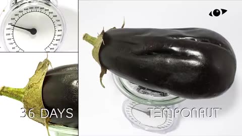 Rotting Eggplant On Scale Time-Lapse