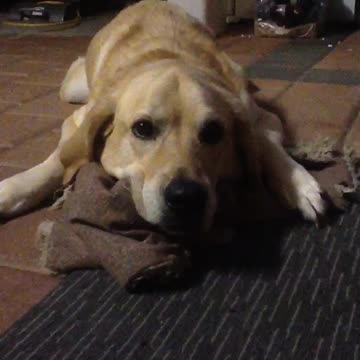 Dog Tries Hard to Stay Awake