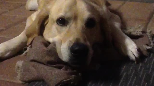 Dog Tries Hard to Stay Awake