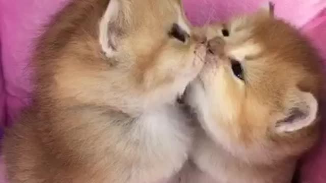 Kisses of sibling kittens