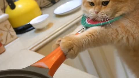 Cats cookinf