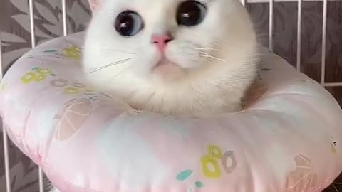 Cute sweet cat😍😍😍