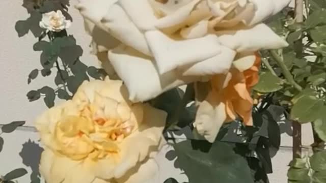 Yellow flowers attract a swarm of bugs