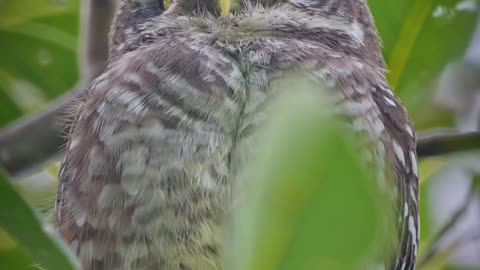 Wildlife and Funs