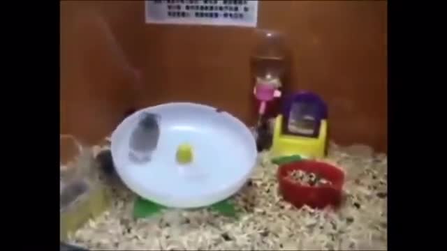Try not to laugh funny videos#1