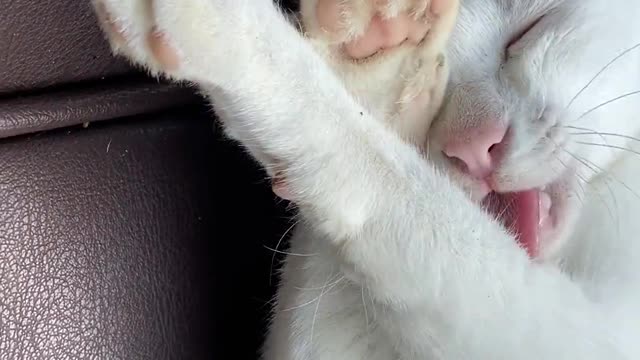 Résister à l’irrésistible bouille des jeunes félins