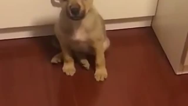 Cute Dog Saying Mama Funny dog video