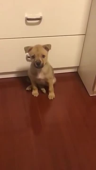 Cute Dog Saying Mama Funny dog video