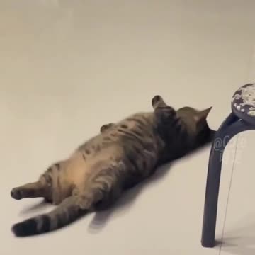 Funny Animal Videos 2024