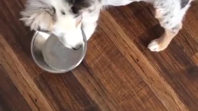 Funny dog " Two Beautiful puppies" Dog Babe dog video 2022