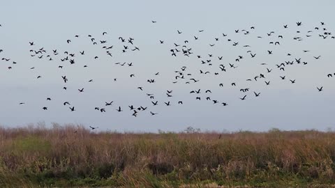 Whistling Ducks