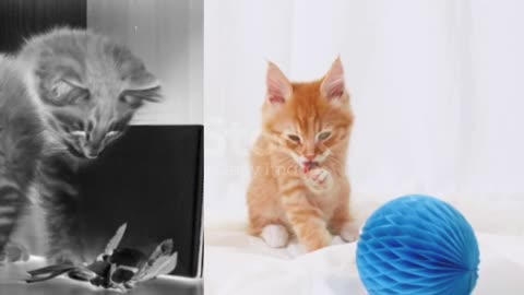 Viral cat funny video