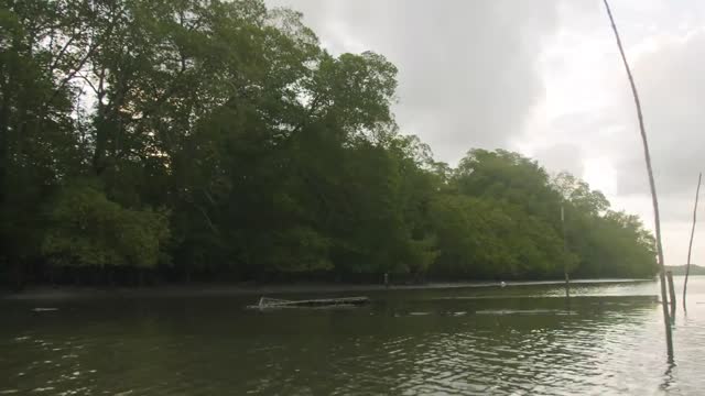 Bird flying over the lake_batch