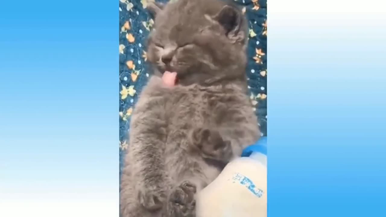 Funny Animals 🐧 - Best Of The 2024 Funny Animal Videos 😁 - Cutest Animals Ever.mp4-Prt2