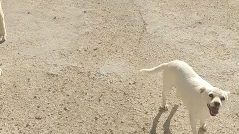 fanny dogs