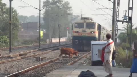 Live Accident !! Speedy Train Hits Cow_HD