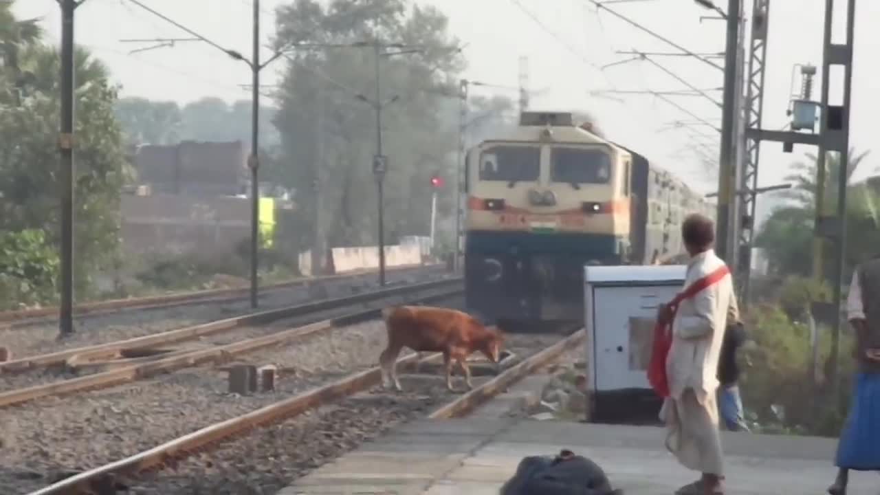 Live Accident !! Speedy Train Hits Cow_HD