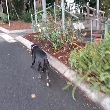 19.11.2024 Welcome to Kuranda Gardenbeds