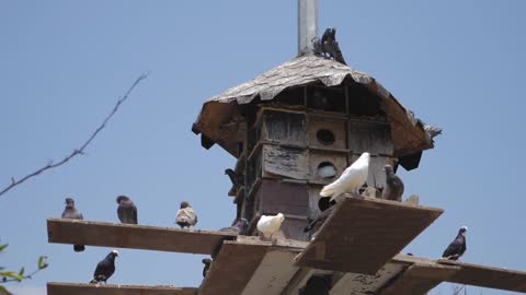 Wooden dovecote with several pigeons with blue sky background