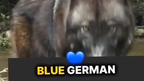 New animals funny video