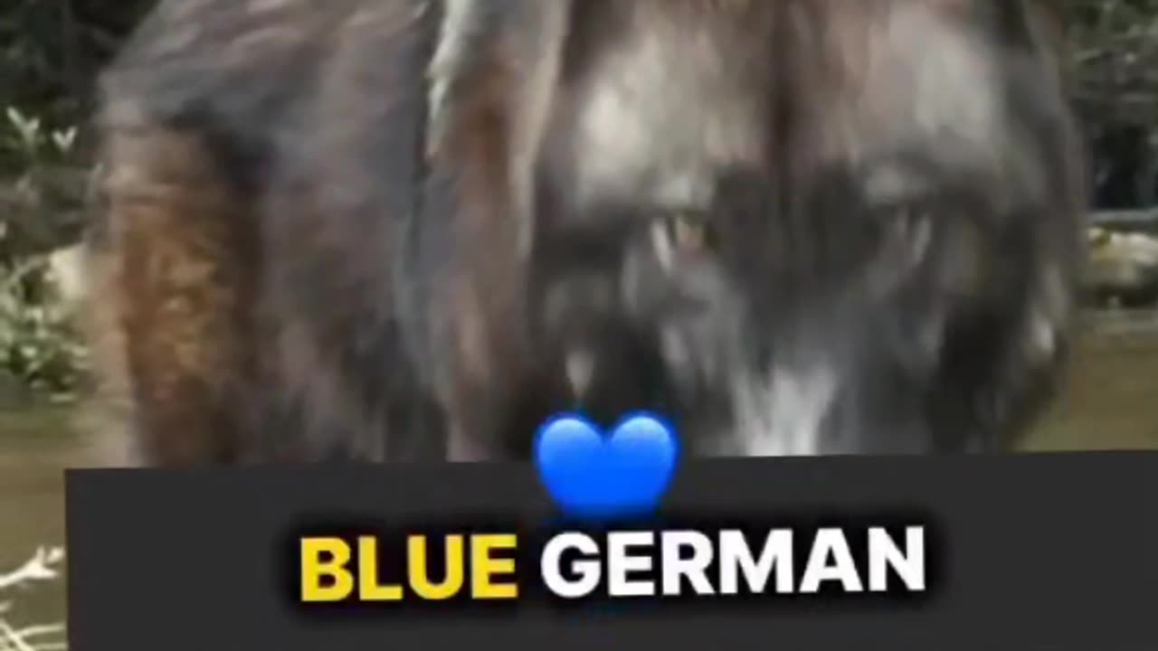 New animals funny video