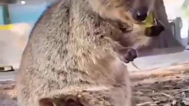Do you know this animal? It's so cute