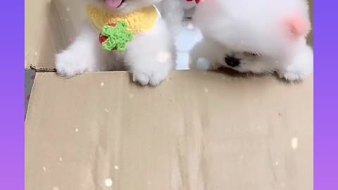 Dog funny video, Little Quite Dog unbox, Quite Dog video, Quite Puppy video