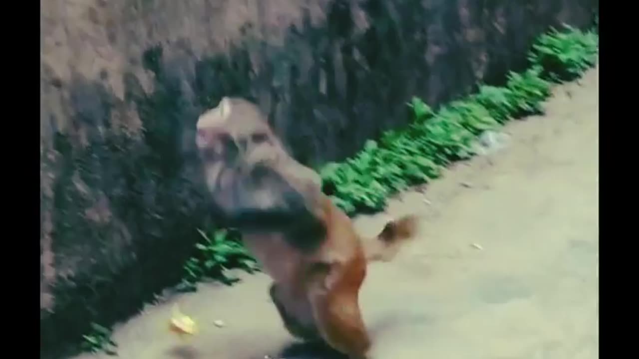 This Monkey's Reaction Will Have You In Stitches!