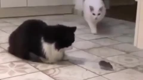 Two cat vs on mouse .