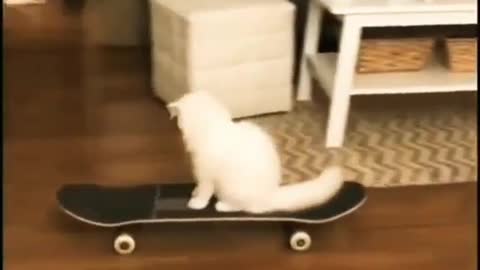 Cute cat funny video 😀😅 | Funny animals |