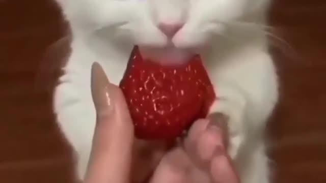 😍💓😍💓😍💓😍💓😍💓😍💓😍💓😍💓😍💓 #cats #shorts