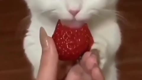 😍💓😍💓😍💓😍💓😍💓😍💓😍💓😍💓😍💓 #cats #shorts