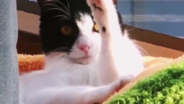 That's enough of the cat, hahaha