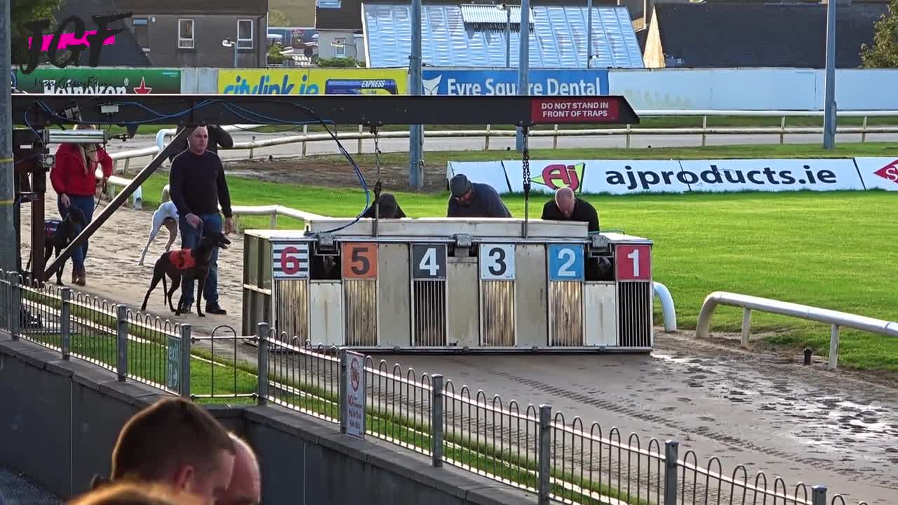 Irish Greyhound Sport Dog Racing