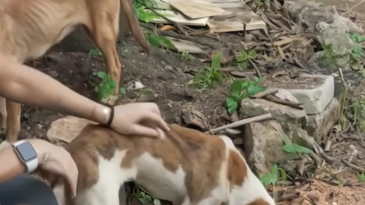These 50 dogs were found like this, they were all rescued and are doing well