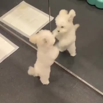 What do you think🐶